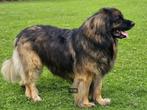 Leonberger pups, Dieren en Toebehoren, Honden | Niet-rashonden, Rabiës (hondsdolheid), 8 tot 15 weken, Groot, Meerdere