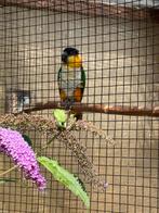 Mooie kweekman caique, Dieren en Toebehoren, Mannelijk, Papegaai, Geringd