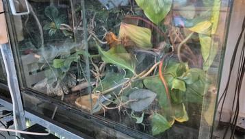 Terrarium beschikbaar voor biedingen