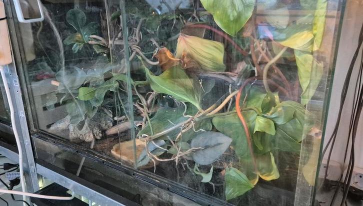 Terrarium, Dieren en Toebehoren, Reptielen en Amfibieën | Toebehoren, Zo goed als nieuw, Terrarium of Paludarium, Ophalen