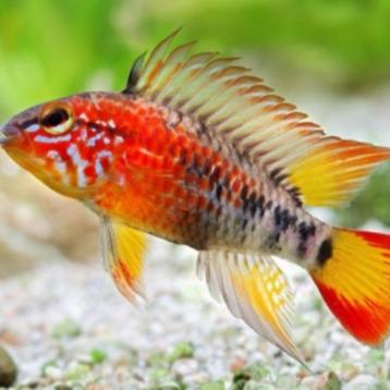 Nieuw binnen!!! Apistogramma Macmasteri red mask!!! beschikbaar voor biedingen