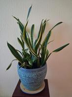 Sansevieria kamerplant in mooie pot, Huis en Inrichting, Kamerplanten, Ophalen, Overige soorten, In pot, Minder dan 100 cm