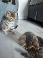 Half Bengaalse kittens, Dieren en Toebehoren