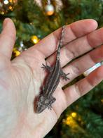 Striped gargoyle gekko, Hagedis, Tam, 0 tot 2 jaar