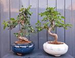 1 Bonsai Ulmus Parvifolia- Chinese Iep- 32 cm Hoog mid., Huis en Inrichting, Kamerplanten, In pot, Minder dan 100 cm, Bonsai, Groene kamerplant