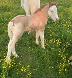 Prachtig homyzogoot ijslander hengst veulen!, Dieren en Toebehoren, Hengst, Recreatiepony, 0 tot 2 jaar
