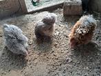 Cochin toompje, Meerdere dieren, Kip