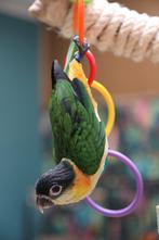 Jonge Baby Zwartkop Caique´s | getest | Speels | Handtam, Dieren en Toebehoren, Meerdere dieren, Papegaai, Pratend