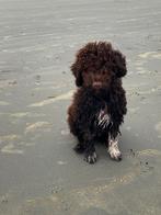 Lagotto Romagnola, Rabiës (hondsdolheid), Overige rassen, 8 tot 15 weken, Meerdere