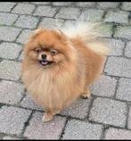 Pomeranian  dekreu getest op S/M/C/M/PL vrij  FCI-stamboom, Dieren en Toebehoren, Honden | Dekreuen, Reu, CDV (hondenziekte), 1 tot 2 jaar