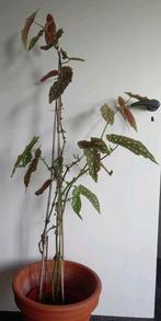 4 stippenbegonia planten in 1 pot - ca. 120 cm hoog, Huis en Inrichting, Kamerplanten, Ophalen, 100 tot 150 cm, Overige soorten
