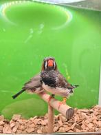 Mannen split charcoal met kuif, Dieren en Toebehoren, Mannelijk