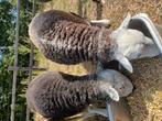 2 rustig herdwick schapen., Meerdere dieren, Schaap