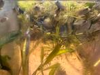 Jonge Astatotilapia burtoni 1-2cm, Dieren en Toebehoren, Vissen | Aquariumvissen, Vis