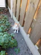 2 kittens geb 3 juni katertje en poes op te halen in almere, Dieren en Toebehoren, Katten en Kittens | Overige Katten, Meerdere dieren