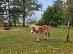 Shetlander, Dieren en Toebehoren, Pony's, Merrie, A pony (tot 1.17m), Recreatiepony