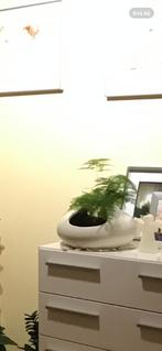 bloempotten binnen, Ophalen, Gebruikt, 40 cm of meer, Rond