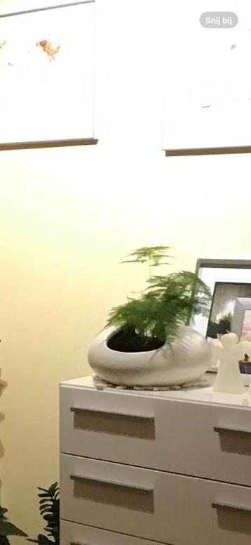 bloempotten binnen beschikbaar voor biedingen