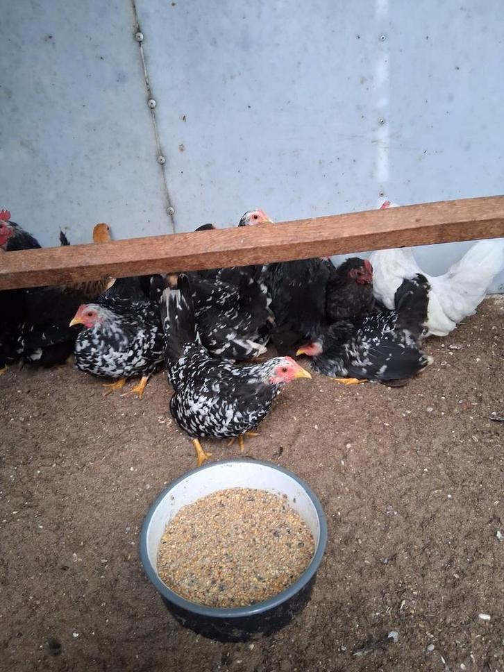 Chabo kriel kippen, Dieren en Toebehoren, Pluimvee, Kip, Meerdere dieren