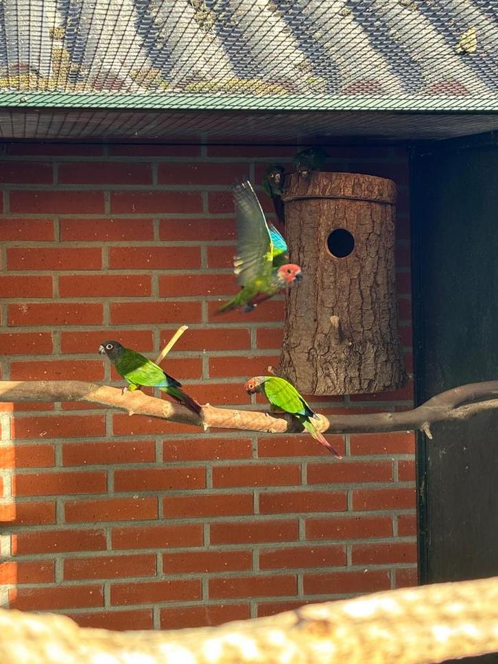 Pyrrhura roseifrons, Dieren en Toebehoren, Vogels | Parkieten en Papegaaien, Parkiet, Meerdere dieren, Geringd