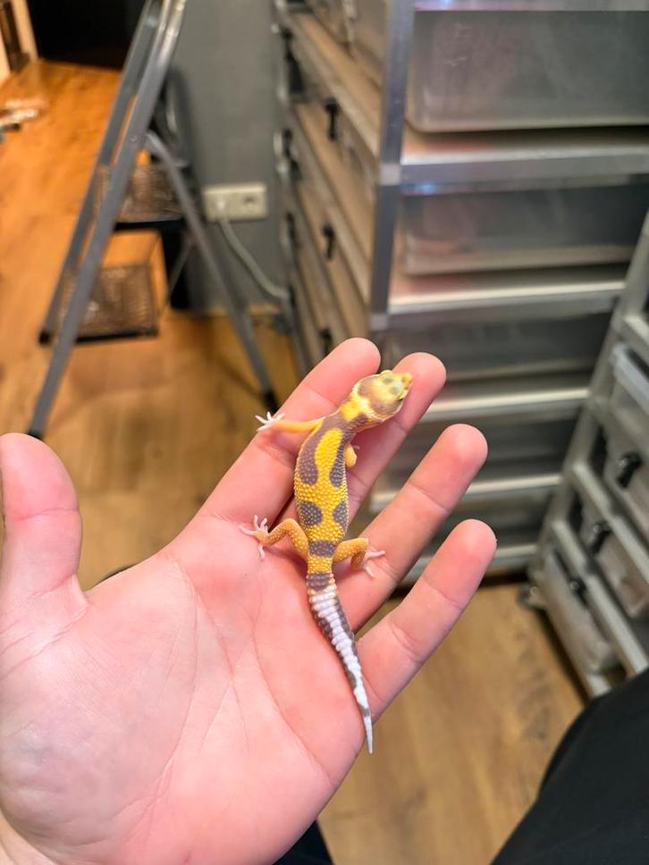 0.1 tremper luipaardgekko