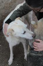 Lieve Chesley Ter adoptie!, Dieren en Toebehoren, Particulier, Rabiës (hondsdolheid), Reu, Buitenland