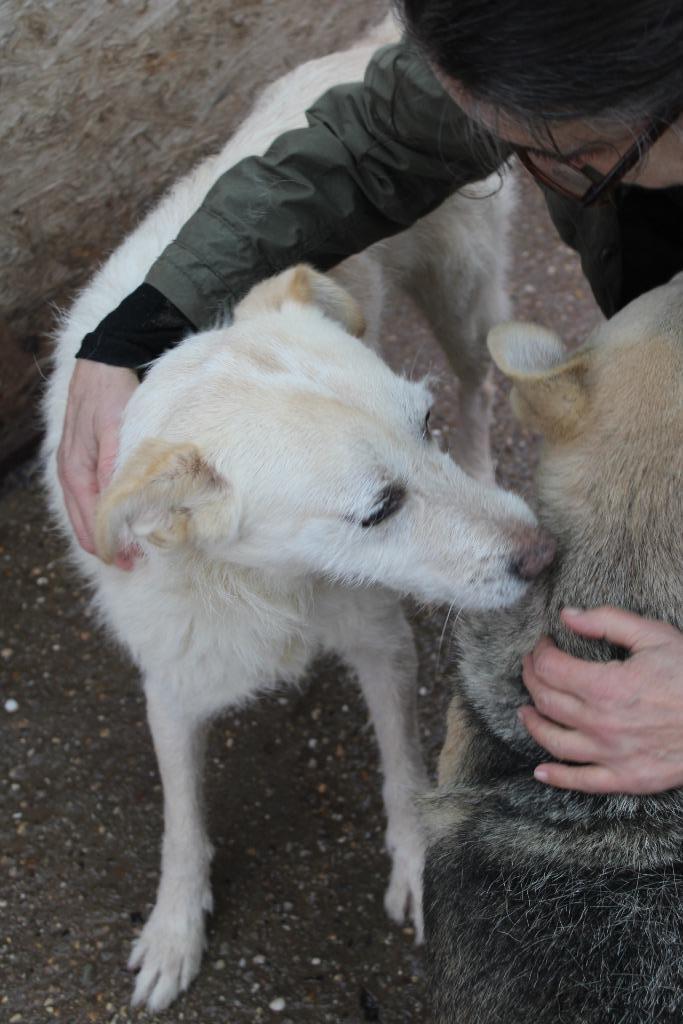 Lieve Chesley Ter adoptie!, Dieren en Toebehoren, Honden | Niet-rashonden, Groot, Reu, Particulier, Eén hond, Buitenland, 3 tot 5 jaar