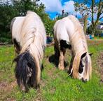 Lieve bonte tinker pony's zoeken 5* huis, Merrie