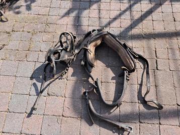 Mentuig maat shet/ pony  beschikbaar voor biedingen