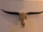Longhorn schedel van composiet - 105 cm breed, Huis en Inrichting, Woonaccessoires | Wanddecoraties, Ophalen of Verzenden, Gebruikt