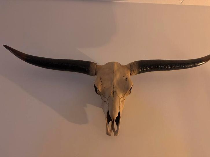 Longhorn schedel van composiet - 105 cm breed, Huis en Inrichting, Woonaccessoires | Wanddecoraties, Gebruikt, Ophalen of Verzenden