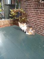 Boerderijkatjes, Dieren en Toebehoren, Katten en Kittens | Overige Katten, Kater