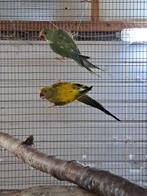 Halsbandparkiet, Vrouwelijk, Parkiet