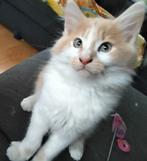 Maine coon kittens, poesje en katertje, Meerdere dieren, Gechipt, 0 tot 2 jaar