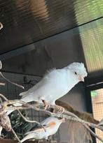 Mooie witte kuif kanarie pop 2024, Dieren en Toebehoren, Vogels | Kanaries, Vrouwelijk, Kleurkanarie
