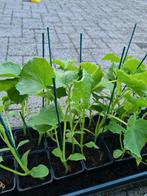 KOMKOMMER AUBERGINE Tomaat Biber Aci Tatli Kılıç  Cinbiber, Tuin en Terras, Planten | Tuinplanten, Volle zon, Groenteplanten, Eenjarig