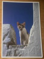 Ansichtkaart kat poes katten, Verzenden, 1980 tot heden, Ongelopen, Hond of Kat