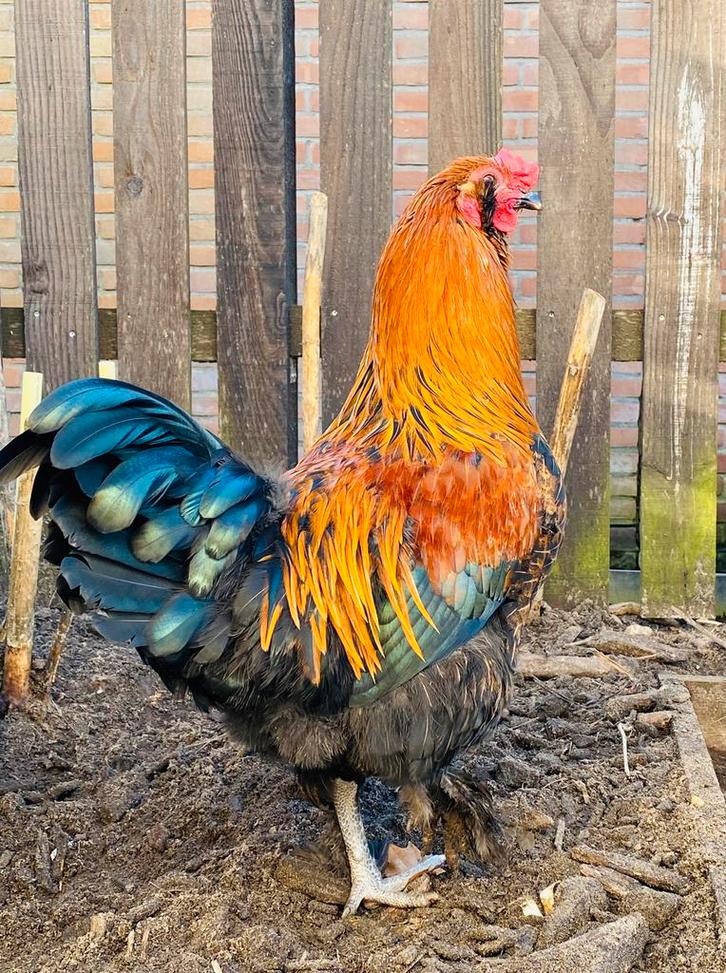 Vitale jonge Ameraucana x Marans haan, Dieren en Toebehoren, Pluimvee, Kip, Mannelijk