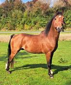 3 jarige kleine maat hackney hengst, super beweging, Dieren en Toebehoren, Paarden en Pony's | Verzorgingsproducten, Ophalen, Nieuw