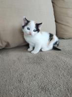 Lief poesje 😻, Dieren en Toebehoren, Katten en Kittens | Overige Katten, Poes
