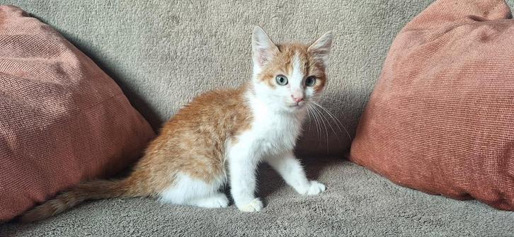 Super lieve kittens, Dieren en Toebehoren, Katten en Kittens | Overige Katten, Meerdere dieren