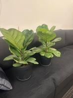 Ficus Lyrata, Ophalen of Verzenden, Ficus, Halfschaduw, Minder dan 100 cm