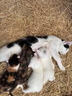 Lieve, sociale kittens, Dieren en Toebehoren, Katten en Kittens | Overige Katten