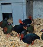 Roul roul 2025, Dieren en Toebehoren, Meerdere dieren, Tropenvogel, Geringd