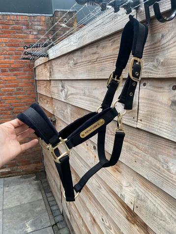 Nieuwe KENTUCKY VELVET HALSTER / COB beschikbaar voor biedingen