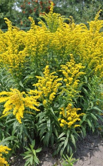 Guldenroede (Solidago) - vaste plant beschikbaar voor biedingen