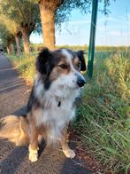 Gezocht.: Lieve(vakantie)oppas voor actieve Senna Juni 2026.