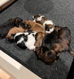 Prachtige Shih tzu pups, Dieren en Toebehoren, Overige rassen, Meerdere, Meerdere dieren, Nederland