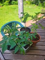 moestuinplanten, Ophalen, Volle zon, Groenteplanten, Eenjarig