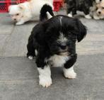 Boomer pups mogen 22 mei nest verlaten, Overige rassen, CDV (hondenziekte), 8 tot 15 weken, Meerdere